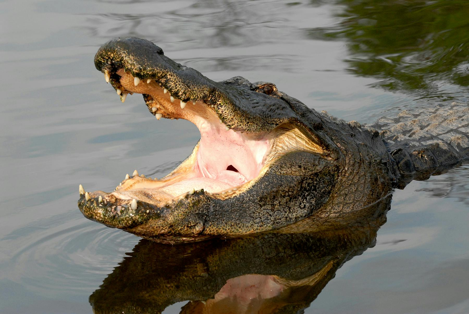 Gatorland Orlando: Screamin' Gator Zip Line in Orlando | Pelago